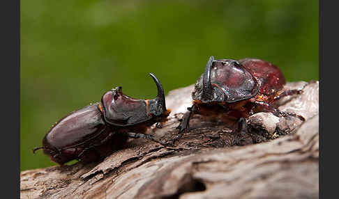 Nashornkäfer (Oryctes nasicornis)