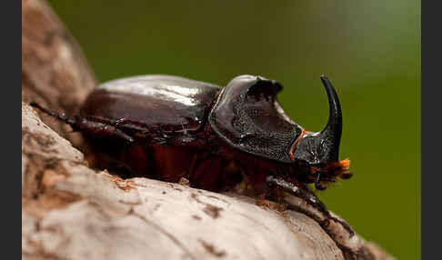 Nashornkäfer (Oryctes nasicornis)