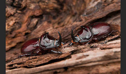 Nashornkäfer (Oryctes nasicornis)