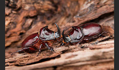 Nashornkäfer (Oryctes nasicornis)