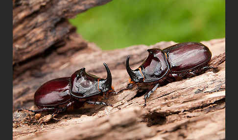 Nashornkäfer (Oryctes nasicornis)