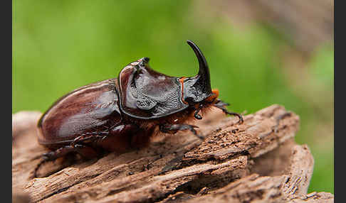 Nashornkäfer (Oryctes nasicornis)