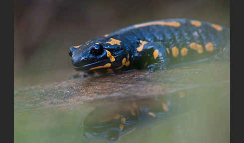 Feuersalamander (Salamandra salamandra)