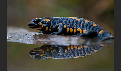 Feuersalamander (Salamandra salamandra)