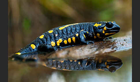 Feuersalamander (Salamandra salamandra)