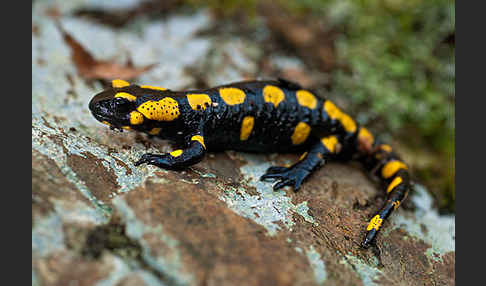 Feuersalamander (Salamandra salamandra)