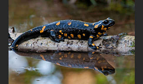 Feuersalamander (Salamandra salamandra)