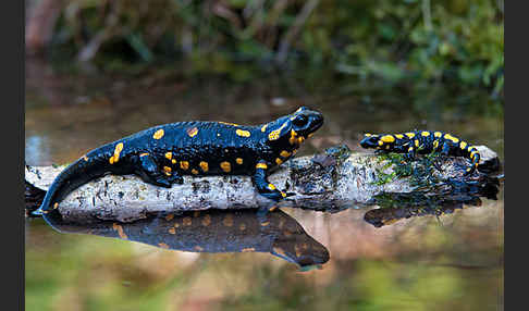 Feuersalamander (Salamandra salamandra)