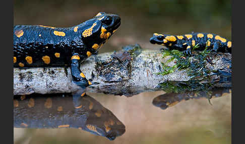 Feuersalamander (Salamandra salamandra)