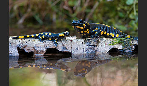 Feuersalamander (Salamandra salamandra)