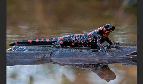 Feuersalamander (Salamandra salamandra)