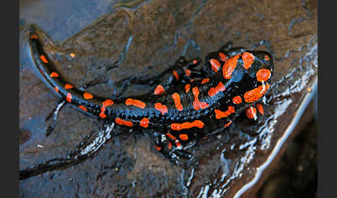 Feuersalamander (Salamandra salamandra)