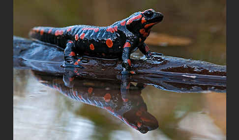 Feuersalamander (Salamandra salamandra)