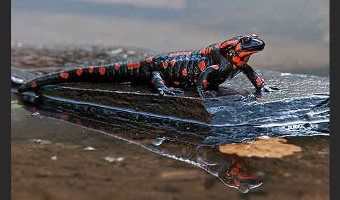 Feuersalamander (Salamandra salamandra)