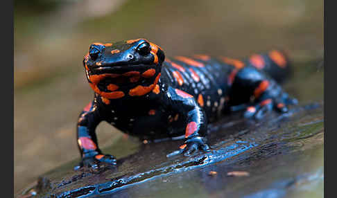 Feuersalamander (Salamandra salamandra)