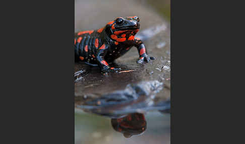 Feuersalamander (Salamandra salamandra)