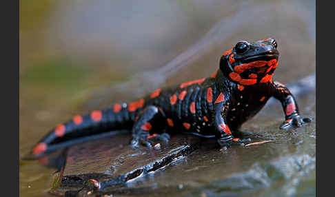 Feuersalamander (Salamandra salamandra)