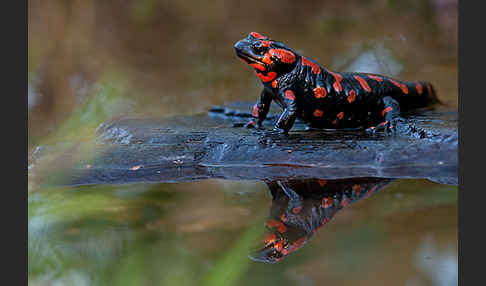 Feuersalamander (Salamandra salamandra)