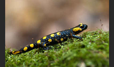 Feuersalamander (Salamandra salamandra)