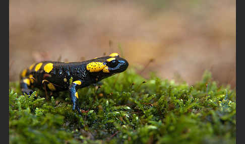 Feuersalamander (Salamandra salamandra)