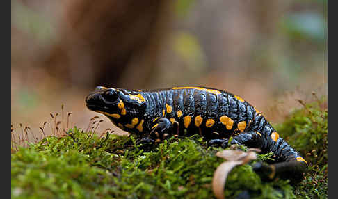 Feuersalamander (Salamandra salamandra)