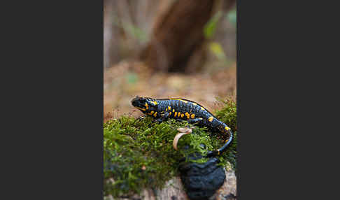 Feuersalamander (Salamandra salamandra)