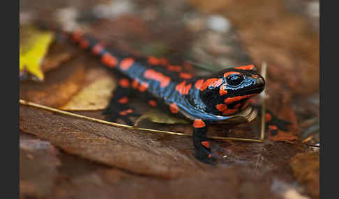 Feuersalamander (Salamandra salamandra)