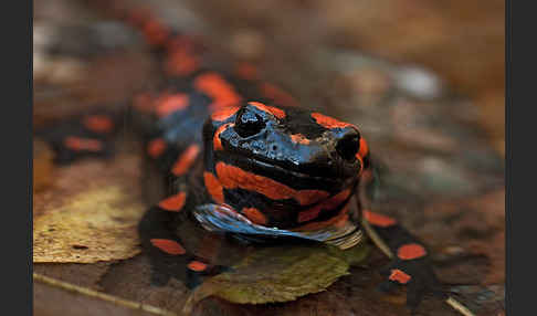 Feuersalamander (Salamandra salamandra)