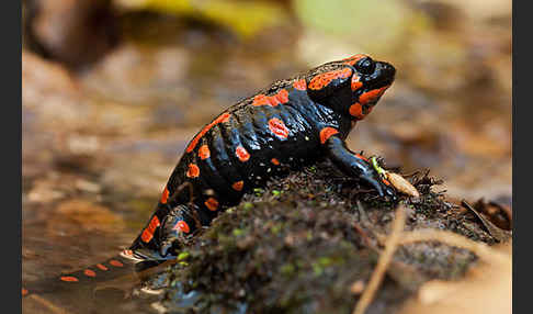 Feuersalamander (Salamandra salamandra)