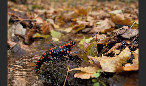 Feuersalamander (Salamandra salamandra)