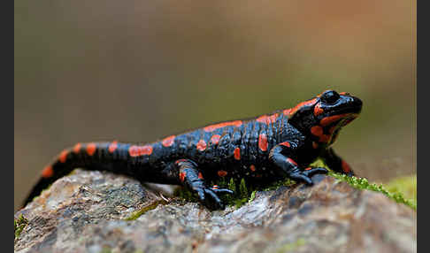 Feuersalamander (Salamandra salamandra)