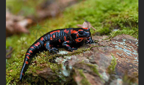 Feuersalamander (Salamandra salamandra)