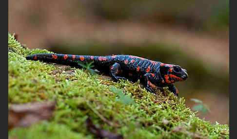 Feuersalamander (Salamandra salamandra)