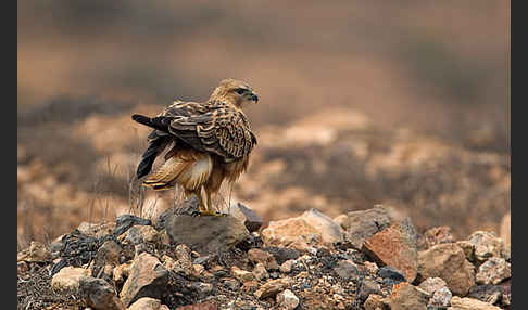 Adlerbussard sspec. (Buteo rufinus cirtensis)