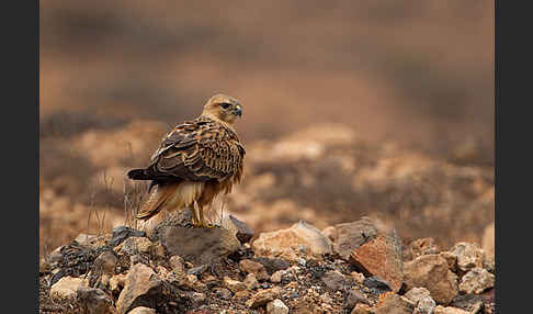 Adlerbussard sspec. (Buteo rufinus cirtensis)