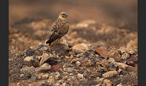 Adlerbussard sspec. (Buteo rufinus cirtensis)