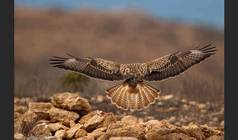 Adlerbussard sspec. (Buteo rufinus cirtensis)