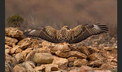 Adlerbussard sspec. (Buteo rufinus cirtensis)