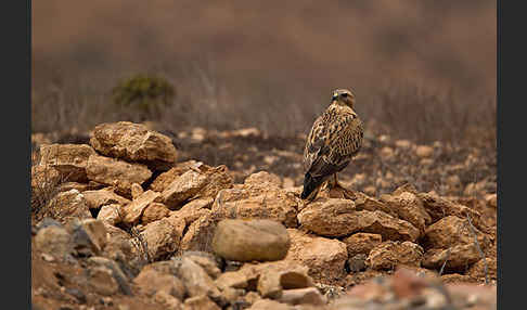 Adlerbussard sspec. (Buteo rufinus cirtensis)