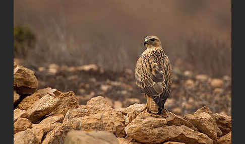 Adlerbussard sspec. (Buteo rufinus cirtensis)