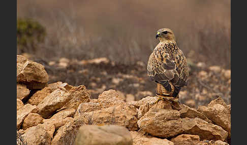 Adlerbussard sspec. (Buteo rufinus cirtensis)