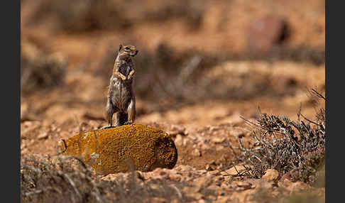 Atlashörnchen (Atlantoxerus getulus)