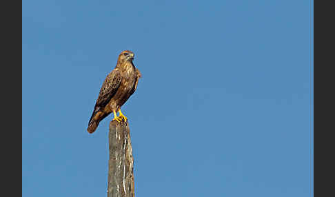 Adlerbussard (Buteo rufinus)