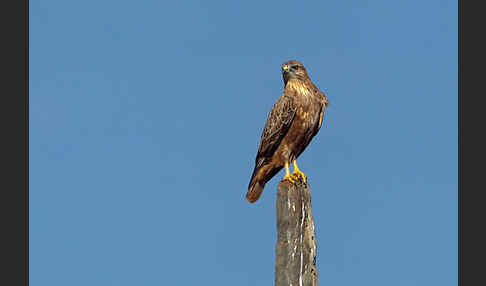 Adlerbussard (Buteo rufinus)