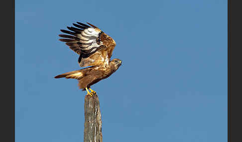 Adlerbussard (Buteo rufinus)