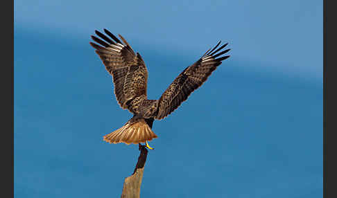 Adlerbussard (Buteo rufinus)