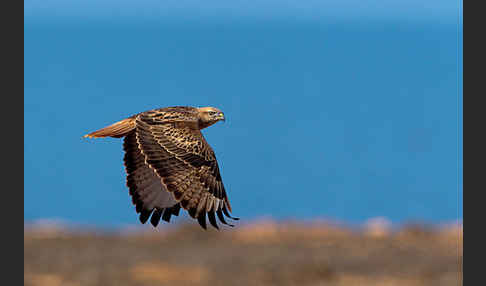 Adlerbussard (Buteo rufinus)