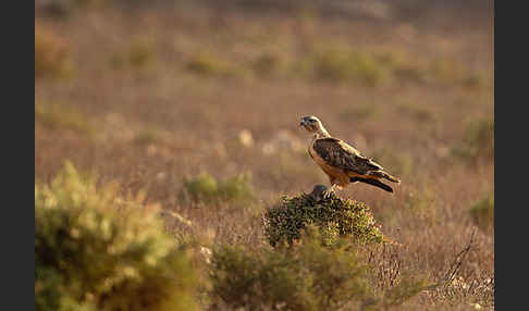 Fette Sandratte (Psammomys obesus)