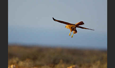 Adlerbussard (Buteo rufinus)