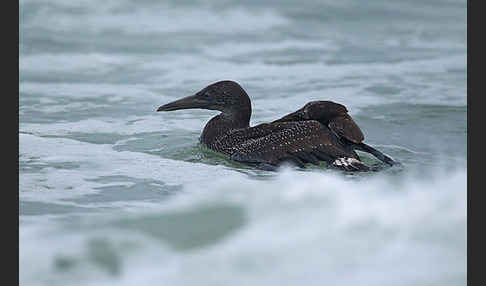 Basstölpel (Morus bassanus)